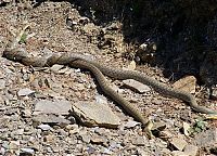 Fauna & Flora: snakes love