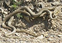 Fauna & Flora: snakes love