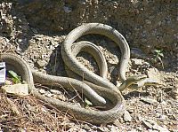 Fauna & Flora: snakes love