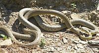 Fauna & Flora: snakes love