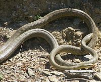 Fauna & Flora: snakes love