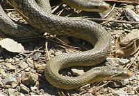 Fauna & Flora: snakes love
