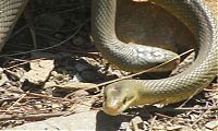 TopRq.com search results: snakes love