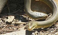 Fauna & Flora: snakes love