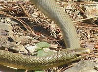 Fauna & Flora: snakes love