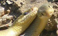 TopRq.com search results: snakes love