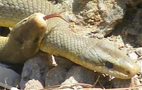 Fauna & Flora: snakes love