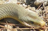 Fauna & Flora: snakes love
