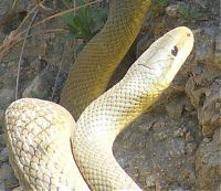 Fauna & Flora: snakes love
