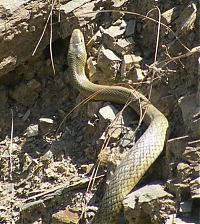 Fauna & Flora: snakes love