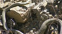 Fauna & Flora: snakes love