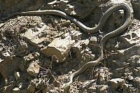 Fauna & Flora: snakes love