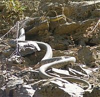 Fauna & Flora: snakes love