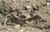 Fauna & Flora: snakes love