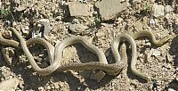 Fauna & Flora: snakes love