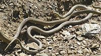 Fauna & Flora: snakes love