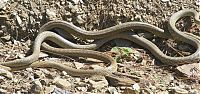 Fauna & Flora: snakes love