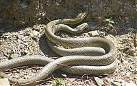Fauna & Flora: snakes love