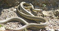Fauna & Flora: snakes love