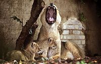 Fauna & Flora: animal family