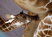 Fauna & Flora: animal family