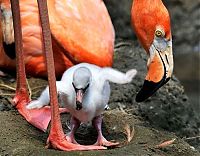 Fauna & Flora: animal family
