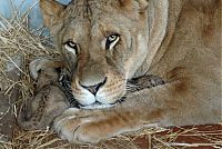Fauna & Flora: animal family