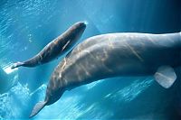 Fauna & Flora: animal family