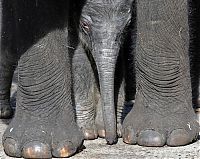 Fauna & Flora: animal family