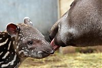 Fauna & Flora: animal family