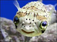 Fauna & Flora: funny fish face