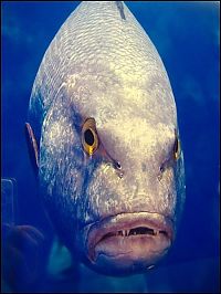 Fauna & Flora: funny fish face