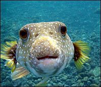 Fauna & Flora: funny fish face
