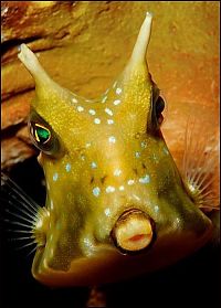 Fauna & Flora: funny fish face