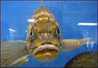 Fauna & Flora: funny fish face