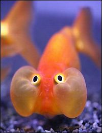 Fauna & Flora: funny fish face