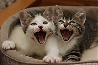 Fauna & Flora: yawning kittens