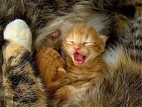 Fauna & Flora: yawning kittens