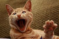 TopRq.com search results: yawning kittens