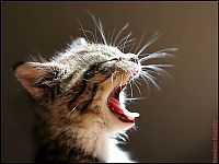 Fauna & Flora: yawning kittens