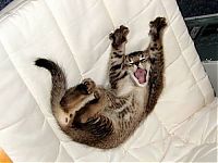 TopRq.com search results: yawning kittens