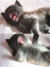 Fauna & Flora: yawning kittens