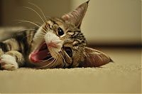 TopRq.com search results: yawning kittens