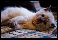 TopRq.com search results: yawning kittens