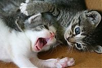 TopRq.com search results: yawning kittens