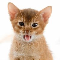 TopRq.com search results: yawning kittens