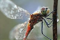 Fauna & Flora: insect macro photography