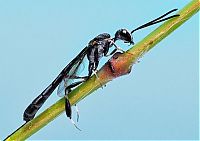 Fauna & Flora: insect macro photography