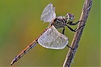 Fauna & Flora: insect macro photography