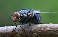 Fauna & Flora: insect macro photography